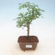 bonsai Room - Fraxinus uhdeii - sala Ash - 1/2