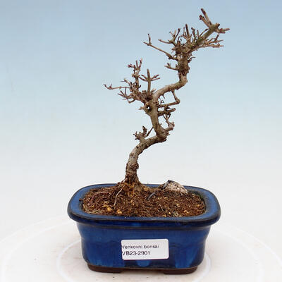 Outdoor bonsai - Ligustrum obtusifolium - Dziób ptasi o matowych liściach - 1
