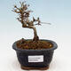 Outdoor bonsai - Ligustrum obtusifolium - Dziób ptasi o matowych liściach - 1/5