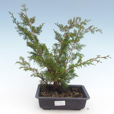 Outdoor bonsai - Juniperus chinensis Itoigawa-chiński jałowiec VB2019-261000 - 1