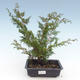 Outdoor bonsai - Juniperus chinensis Itoigawa-chiński jałowiec VB2019-261000 - 1/2