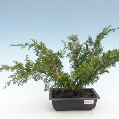 Outdoor bonsai - Juniperus chinensis Itoigawa-chiński jałowiec VB2019-261001 - 1