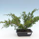 Outdoor bonsai - Juniperus chinensis Itoigawa-chiński jałowiec VB2019-261001 - 1/2