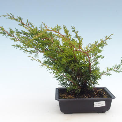 Outdoor bonsai - Juniperus chinensis Itoigawa-chiński jałowiec VB2019-261002 - 1