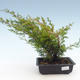 Outdoor bonsai - Juniperus chinensis Itoigawa-chiński jałowiec VB2019-261002 - 1/2