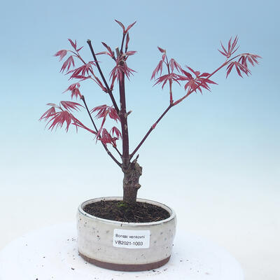 Outdoor bonsai - Acer palm. Atropurpureum-czerwony liść palmowy - 1