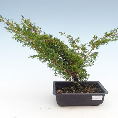 Outdoor bonsai - Juniperus chinensis Itoigawa-chiński jałowiec VB2019-261004 - 1