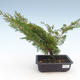 Outdoor bonsai - Juniperus chinensis Itoigawa-chiński jałowiec VB2019-261004 - 1/2