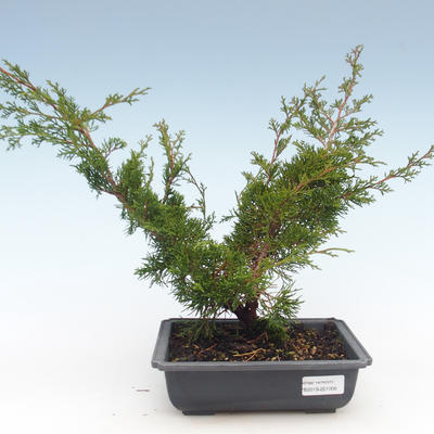 Outdoor bonsai - Juniperus chinensis Itoigawa-chiński jałowiec VB2019-261005 - 1