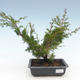 Outdoor bonsai - Juniperus chinensis Itoigawa-chiński jałowiec VB2019-261005 - 1/2