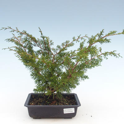 Outdoor bonsai - Juniperus chinensis Itoigawa-chiński jałowiec VB2019-261006 - 1