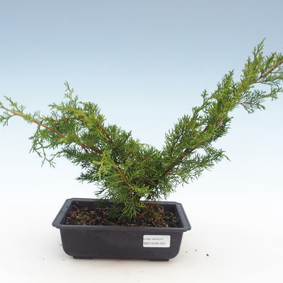 Outdoor bonsai - Juniperus chinensis Itoigawa-chiński jałowiec VB2019-261007 - 1