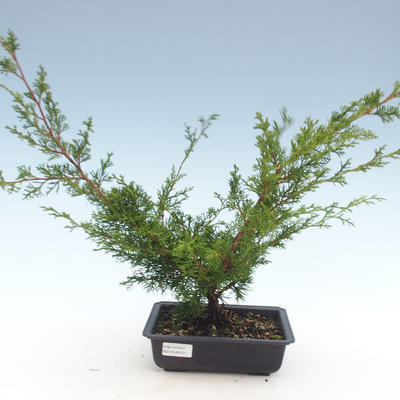 Outdoor bonsai - Juniperus chinensis Itoigawa-chiński jałowiec VB2019-261011 - 1
