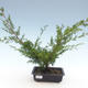 Outdoor bonsai - Juniperus chinensis Itoigawa-chiński jałowiec VB2019-261011 - 1/2