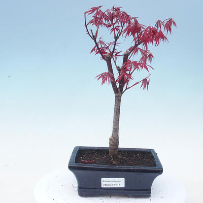 Outdoor bonsai - Acer palm. Atropurpureum-czerwony liść palmowy - 1
