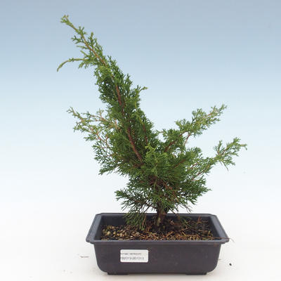 Outdoor bonsai - Juniperus chinensis Itoigawa-chiński jałowiec VB2019-261013 - 1