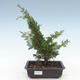 Outdoor bonsai - Juniperus chinensis Itoigawa-chiński jałowiec VB2019-261013 - 1/2