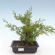 Outdoor bonsai - Juniperus chinensis Itoigawa-chiński jałowiec VB2019-261014 - 1/2