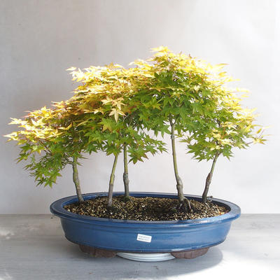 Acer palmatum Aureum - złoty klon palmowy - 1