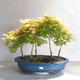 Acer palmatum Aureum - złoty klon palmowy - 1/3