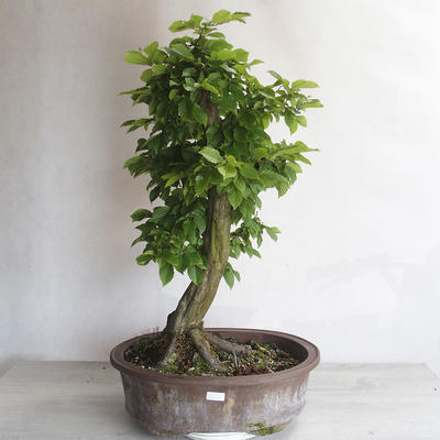 Outdoor bonsai - Grab - Carpinus betulus - 1