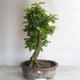 Outdoor bonsai - Grab - Carpinus betulus - 1/5
