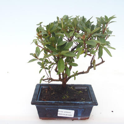 Kryty bonsai - Rhododendron sp. - Różowa Azalia VB2019-261020
