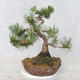 Outdoor bonsai - Pinus Mugo - Sosna klęcząca - 1/5