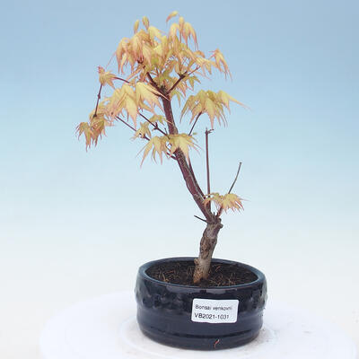 Outdoor bonsai - Acer pal. Sango Kaku - klon palmowy - 1