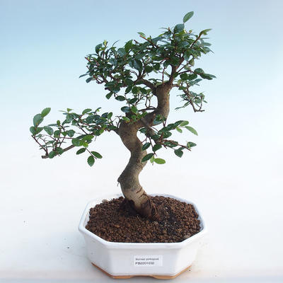 Kryty bonsai - Ulmus parvifolia - Wiąz mały liść PB220447 - 1