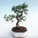Kryty bonsai - Ulmus parvifolia - Wiąz mały liść PB220447 - 1/3