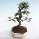 Kryty bonsai - Ulmus parvifolia - Wiąz mały liść PB220447 - 1/3