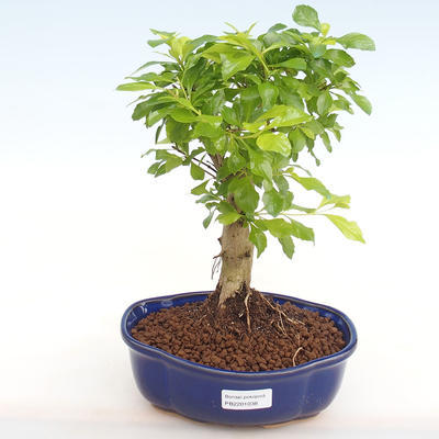 Kryty bonsai - Duranta erecta Aurea PB2201038 - 1