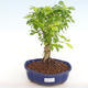 Kryty bonsai - Duranta erecta Aurea PB2201038 - 1/3
