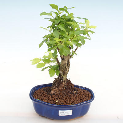 Kryty bonsai - Duranta erecta Aurea PB2201040 - 1