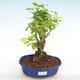 Kryty bonsai - Duranta erecta Aurea PB2201040 - 1/3