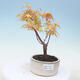 Outdoor bonsai - Acer pal. Sango Kaku - klon palmowy - 1/2