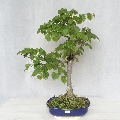 Outdoor bonsai - Lipa - Tilia cordata - 1