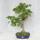 Outdoor bonsai - Lipa - Tilia cordata - 1/5