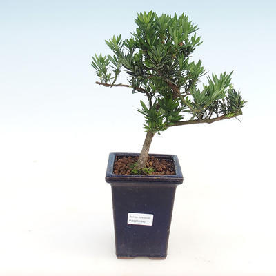 Kryty bonsai - Podocarpus - Cis kamienny PB2201042
