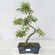 Outdoor bonsai - Prunus spinosa - Tarnina - 1/2