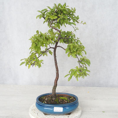 Outdoor bonsai - Prunus spinosa - Tarnina - 1