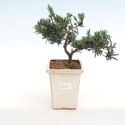 Kryty bonsai - Podocarpus - Cis kamienny PB2201044