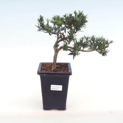 Kryty bonsai - Podocarpus - Cis kamienny PB2201045