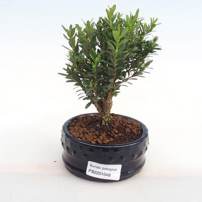 Kryty bonsai - Buxus harlandii - korek buxus PB2201048 - 1