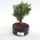 Kryty bonsai - Buxus harlandii - korek buxus PB2201048 - 1/4