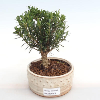 Kryty bonsai - Buxus harlandii - korek buxus PB2201049 - 1