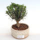 Kryty bonsai - Buxus harlandii - korek buxus PB2201049 - 1/4