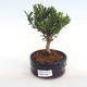 Kryty bonsai - Buxus harlandii - korek buxus PB2201050 - 1/4
