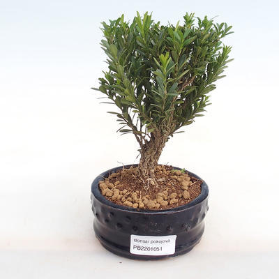 Kryty bonsai - Buxus harlandii - korek buxus PB2201051 - 1